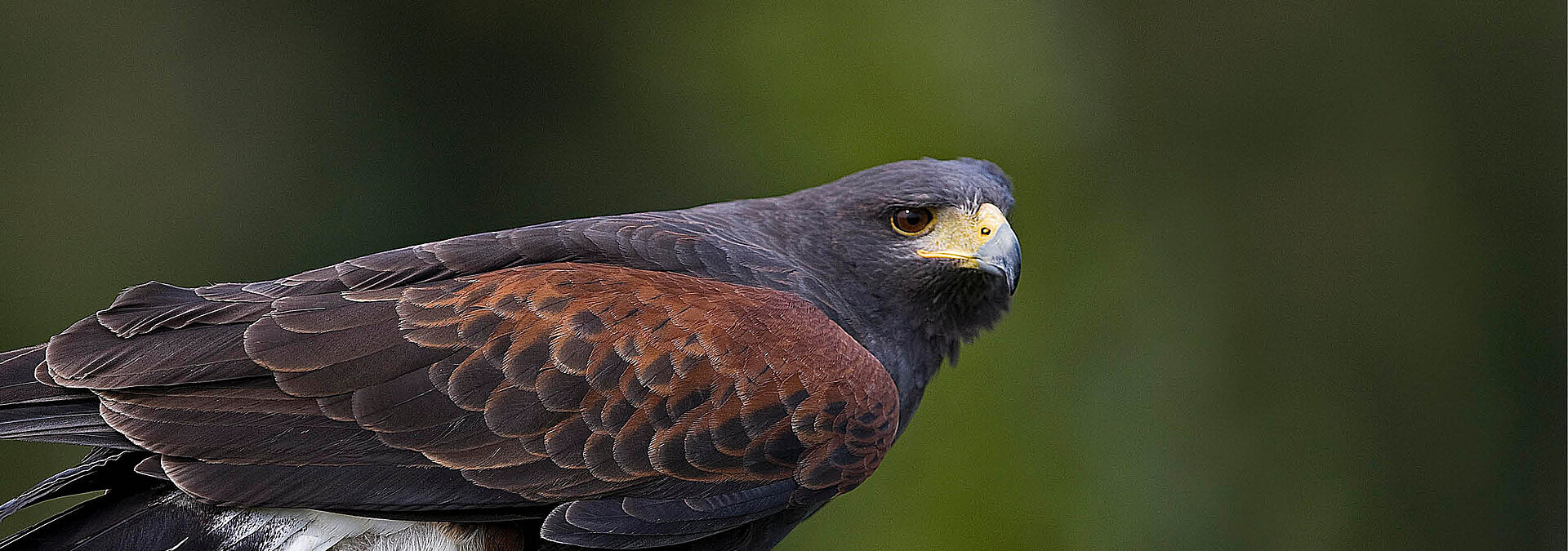 Der Bussard macht beim Yakari-Wochenende mächtig Eindruck.