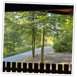 Ausblick von der Terrasse in den wunderschönen Laubwald am FORT FUN Abenteuercamp.